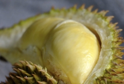 榴槤界的「布加迪」空運貓山王  徐邦浩打造頂級精品模式